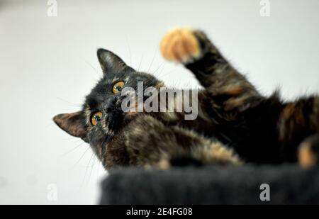 Divertente e giocoso gatto tortoiseshell che si stende sulla schiena Foto Stock