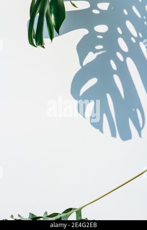 Trama astratta di sfondo di una pianta verde brillante di Monstera e. ombre isolate su uno sfondo bianco con molto spazio per il testo Foto Stock