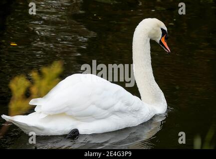 cigno bianco in una maestosa e graziosa posa sul fiume Foto Stock