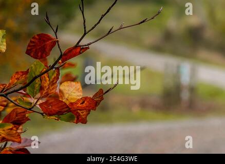 Foglie autunnali con una splendida colorazione rustica Foto Stock
