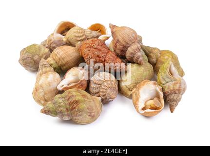 lumache di mare cotte su sfondo bianco Foto Stock