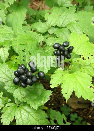 Bacca nera lucida (Actaea spicata) Frutta in un giardino nel mese di agosto Foto Stock