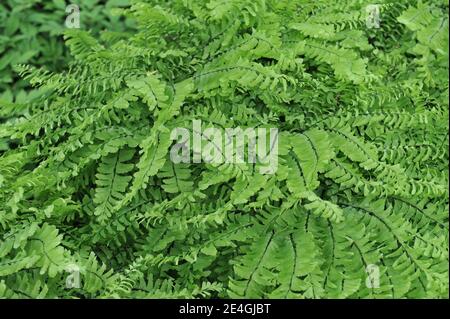 Maidenhair aleutico (ADIANUM ALEUTICUM) Il japonicum cresce in un giardino a maggio Foto Stock