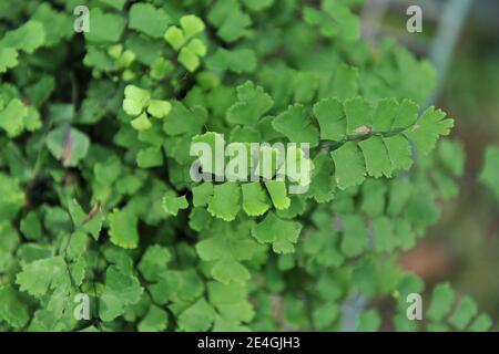 Felce per capelli Venus (Adiantum capillus-veneris) Cresce in un giardino nel mese di luglio Foto Stock