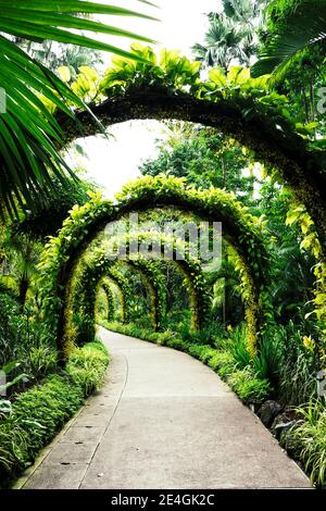 Arco fatto di piante circondato da palme tropicali nel Giardino Botanico, Singapore Foto Stock