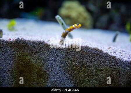 Le anguille da giardino spotted (Heteroconger hassi) E le splendide anguille da giardino (Gorgasia prelara) o anguille da giardino orange in acquario Foto Stock