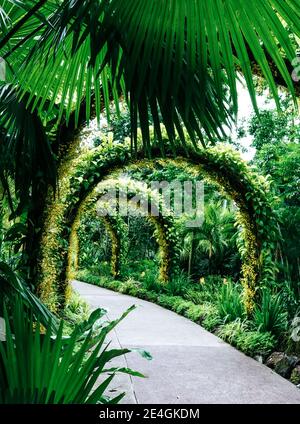 Arco fatto di piante circondato da palme tropicali nel Giardino Botanico, Singapore Foto Stock