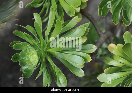 Aeonium cresce in un giardino a maggio Foto Stock
