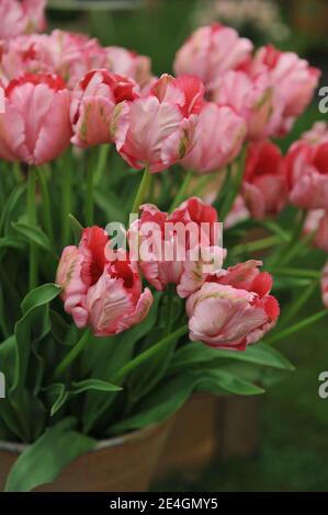 Un bouquet di tulipani di pappagallo rosa (Tulipa) Fantasy su un Mostra nel mese di maggio Foto Stock