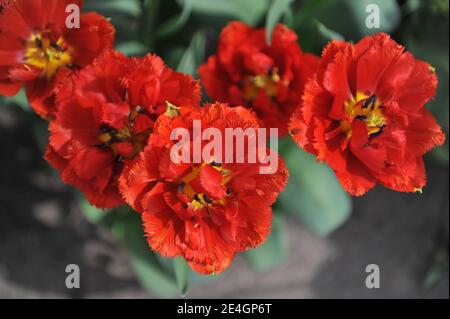 Tulipani rossi a doppia frange (Tulipa) fiery Dream fiorire in un giardino nel mese di aprile Foto Stock