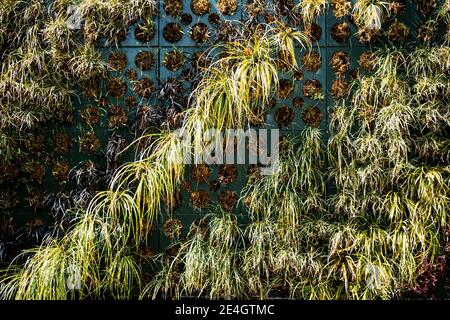 Scatole speciali con fori per la coltivazione di piante sulle pareti. Giardinaggio verticale. Foto Stock