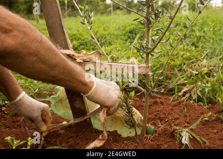 Coppia di mani con i guanti da lavoro che piantano l'albero usando le tecniche rustiche per la crescita e la protezione. Il flacone di plastica contiene veleno per parassiti. Foto Stock