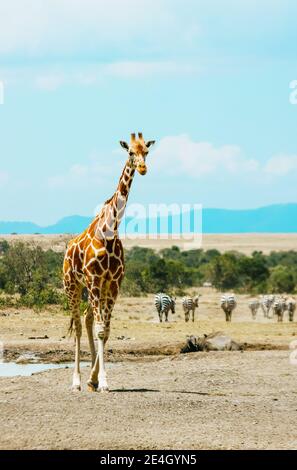 Giraffe, Zebre e un bufalo in un buco d'acqua in Kenya, Africa Foto Stock