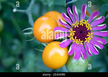 Compagno di piantagione di zinnia ametista con i pomodori ciliegia oro sole sono una combinazione perfetta. Le zinnias che deterrano gli scarabei di cetrioli e i vermi di pomodoro. Foto Stock