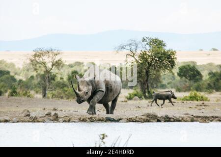 Black Rhino e un Warthog che si avvicina a una buca d'acqua sul Parco nazionale del lago Nakuru Foto Stock