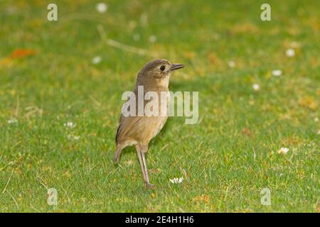 Tawny Antpitta, Grallaria quitensis, arroccato a paramo. Foto Stock