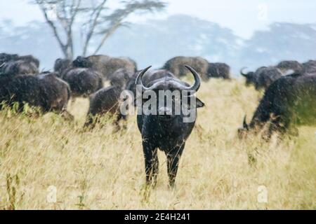 Mandria di bufali in piedi nella pioggia battente al Parco Nazionale del Lago Nakuru in Kenya, Africa Foto Stock