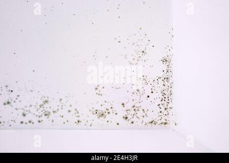 Muffa fungus sull'angolo bianco del soffitto. Foto Stock