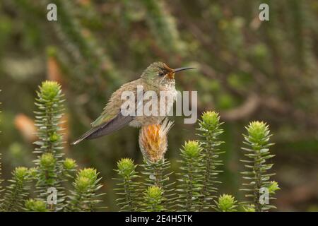 Equadoriana Hillstar femmina, Oreotropchilus chimborazo, arroccato su chiuquiragua fiore, Chuquiraga sp. Foto Stock