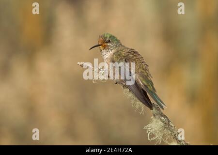 Equadoriana Hillstar femmina, Oreotrochilus chimborazo, arroccato su ramoscello coperto di lichene. Foto Stock