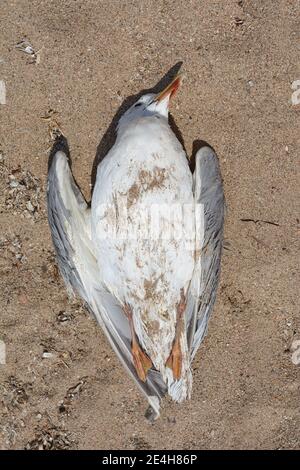 Gabbiano morto su sdraiato su una spiaggia di sabbia. Disastri ambientali e fauna selvatica. Foto Stock