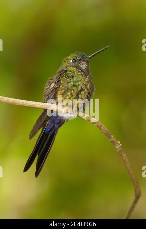 Eriocnemis luciani, un puffleg sfatato con zaffiro, arroccato su un ramoscello. Foto Stock