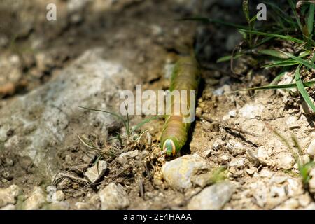 Grande bruco (Tobacco hornworm, Manduca sexta) che naviga su un terreno roccioso Foto Stock