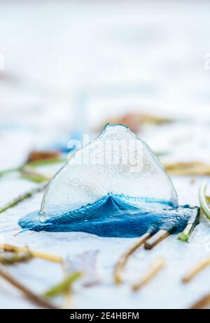 Bluebottles, o Indo-Pacific Man o’ War, non una medusa ma un sifonofore si è lavato su Diani Beach in Kenya Foto Stock