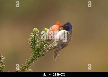 Equadoriana Hillstar maschio, Oreotrochillus chimborazo, nutrendo a Chuquiragua fiore. Foto Stock