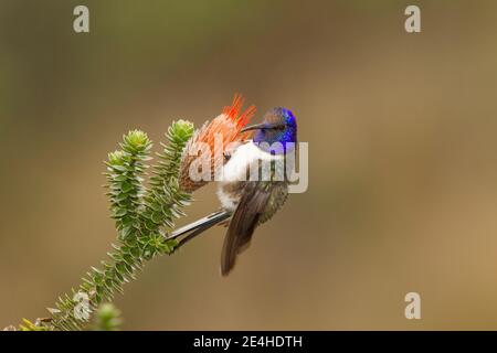 Equadoriana Hillstar maschio, Oreotrochillus chimborazo, nutrendo a Chuquiragua fiore. Foto Stock