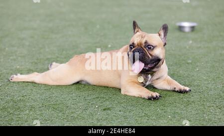 Cucciolo di Bulldog francese pegno sdraiato e ansante con la lingua Fuori e guardando via Foto Stock