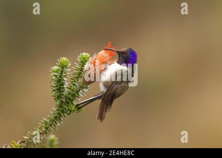 Equadoriana Hillstar maschio, Oreotrochillus chimborazo, nutrendo a Chuquiragua fiore. Foto Stock