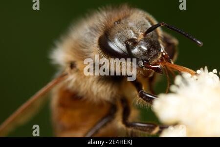 Un macro shot che mostra i dettagli dei Proboscis di una ape di miele (Apis mellifera) mentre si mangia un fiore bianco. Foto Stock