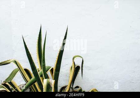 Primo piano di una pianta della lingua di Madre di Legge (Sansevieria trifasciata) crescendo isolato di fronte a un muro di pietra bianca Foto Stock