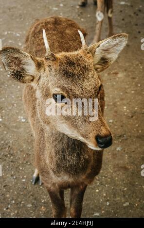 Primo piano di una simpatica e giovane donna Sika Deer che si trova di fronte a un antico tempio giapponese a Nara, in Giappone Foto Stock