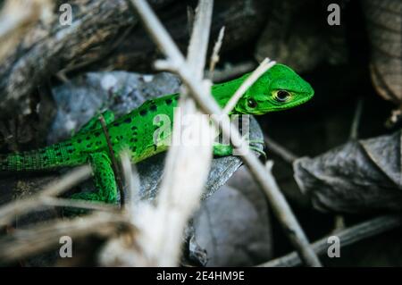 Verde luminoso iguana comune nascondendo behing torsioni in una foresta pluviale nel Cahuita National Park, Costa Rica Foto Stock