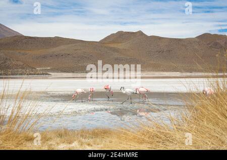 Giovani fenicotteri che si nutrano di gamberi salamini nella laguna rossa In Bolivia Foto Stock