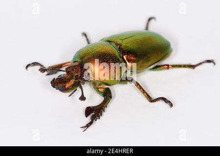 Golden Stag Beetle. Foto Stock