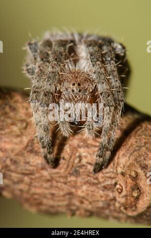 Orb Weaver. Foto Stock