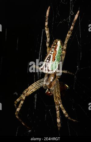 Tessitore di Orb smaltato, dal lato. Foto Stock