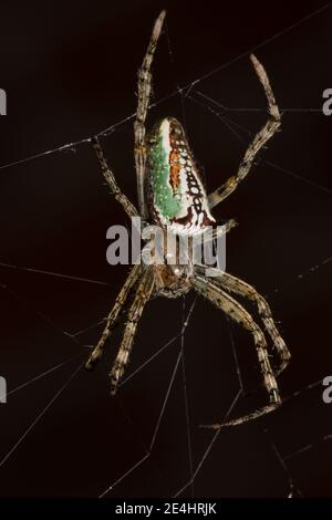 Tessitore di Orb smaltato, dal lato. Foto Stock