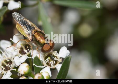 Green Soldier Fly nutrire sul nettare di Kunzea. Foto Stock