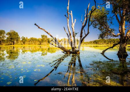 Riflessioni di Sandy Billabong nel Parco Nazionale di Kakadu Foto Stock