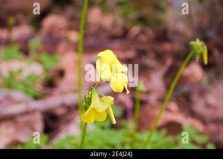 Fiore giallo di pecora-sorrel. Conosciuto anche come bermuda buttercup, African wood-sorrel, Bermuda sorrel, buttercup oxalis, Cape sorrel, erbaccia inglese, capra Foto Stock