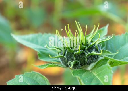 Il girasole giovane è preso da vicino. Foto Stock