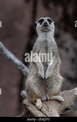 Meerkat in piedi su un ramo, essendo sul punto di osservazione e guardando direttamente la telecamera Foto Stock