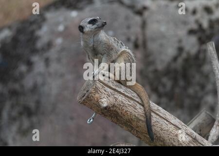 Meerkat seduto su un pezzo di legno, guardando indietro con la coda appesa in basso Foto Stock