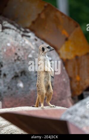 Vigile e allerta Meerkat sul punto di osservazione in piedi su uno pietra Foto Stock