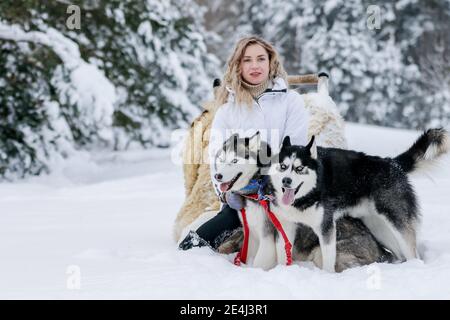 La ragazza corre su una slitta su una slitta con Husky siberiani nella foresta invernale. PET. Husky. Poster Husky, stampa Husky, Foto Stock