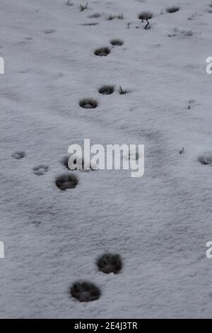 Primo piano di un piede ghiacciato di un cane dentro la neve Foto Stock